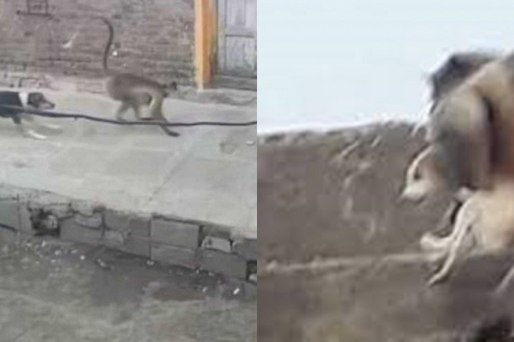 Macacos matam cachorros na Índia depois de morte de filhote de macaco