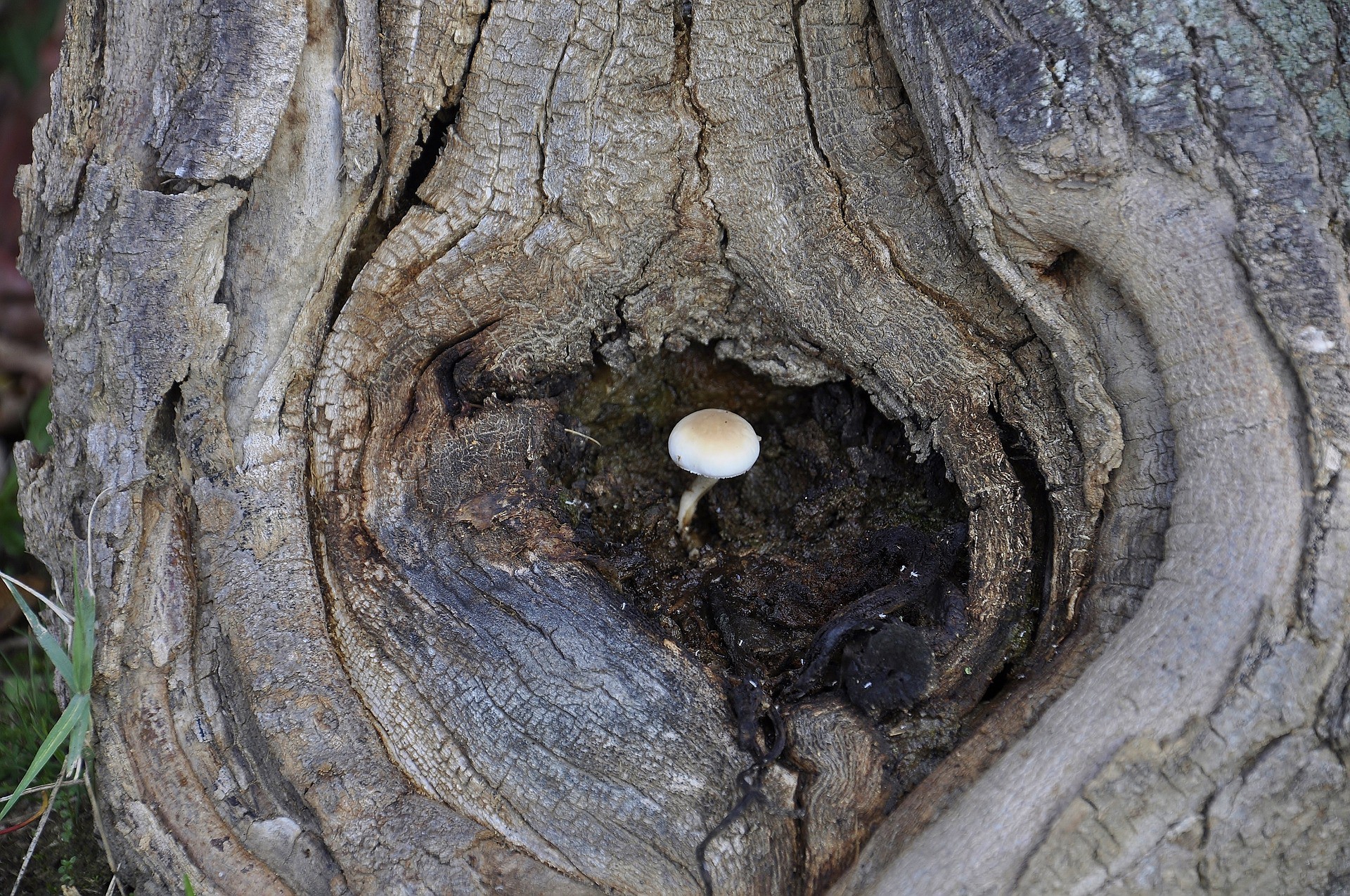 Ciência & Saúde: Resiliência, a capacidade de se recuperar mesmo após um trauma. Um cogumelo nasce numa pequena faixa de terra em um tronco (Foto: nonmisvegliate / Pixabay )