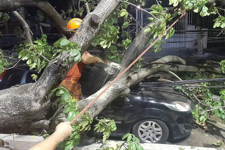 Árvore caiu sobre carro estacionado próximo ao local 