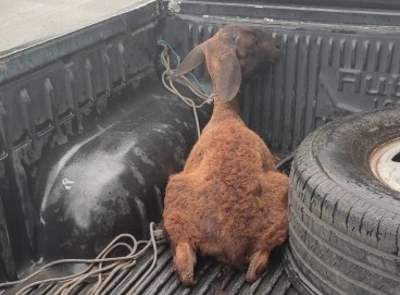 Com os criminosos, foi apreendido um veículo que transportava uma cabra furtada; animal foi devolvido ao dono 