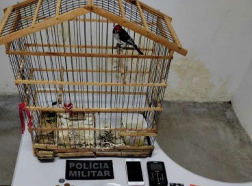 Drogas, dinheiro e até um pássaro sem documentação foram apreendidos no comércio, onde a proprietária foi acusada de tráfico de drogas em Mauriti 