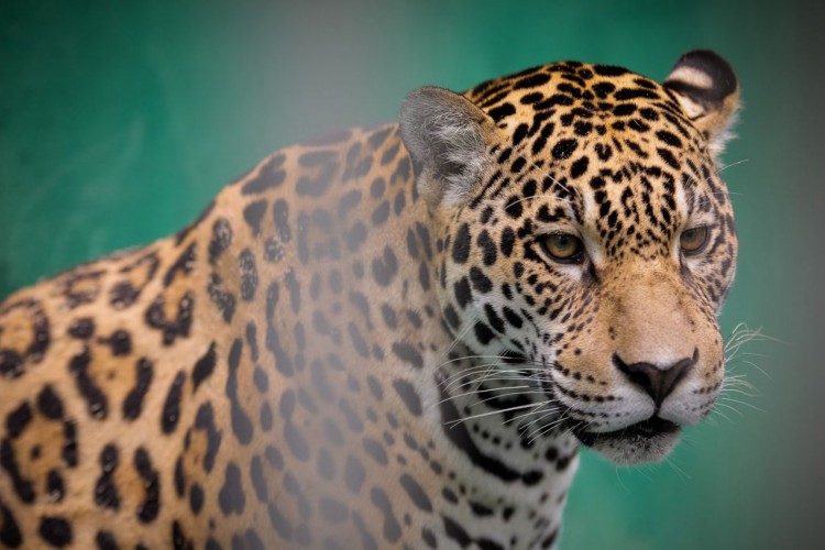 (Manaus-AM, 04/11/2020) Vice-Presidente da República, Hamilton Mourão durante Visita ao zoológico do CIGS (Centro de Instrução de Guerra na Selva).

Foto: Bruno Batista/ VPR