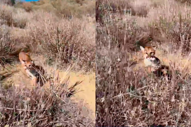 A ação fez com que o animal se escondesse entre as plantas e fora da vista do homem.