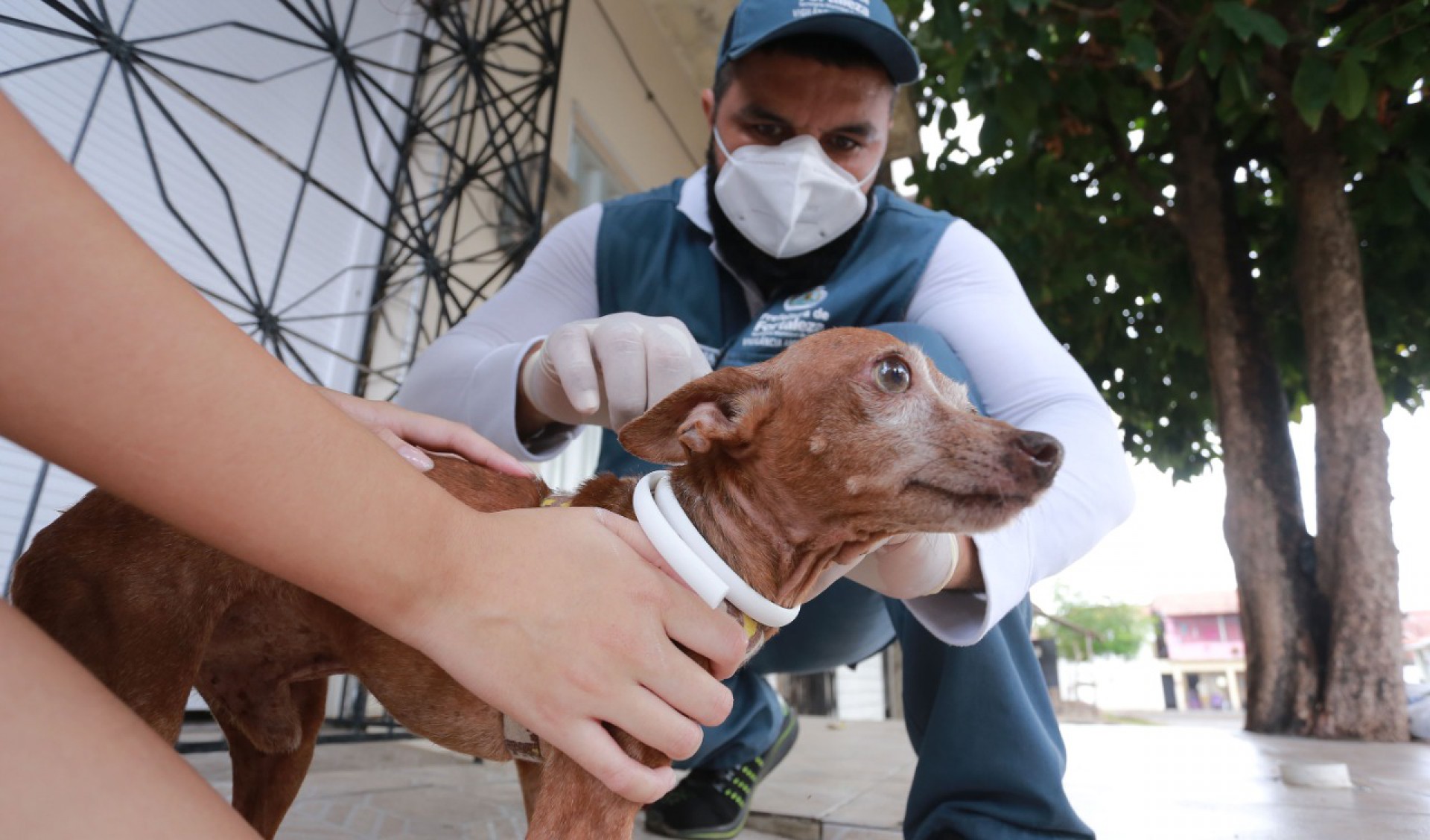 Cachorro recebe coleira 
de prevenção contra calazar (Foto: Divulgação / Prefeitura de Fortaleza)