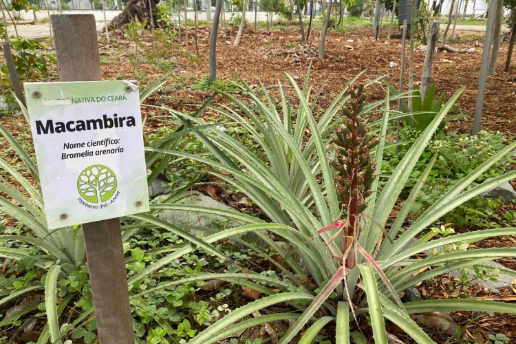 Plantas da praça José Bonifácio, no Centro de Fortaleza, estão sendo identificadas pelo Movimento Pró-Árvore. No destaque, a Bromelia arenaria ou macambira   (Foto: Demitri Túlio)