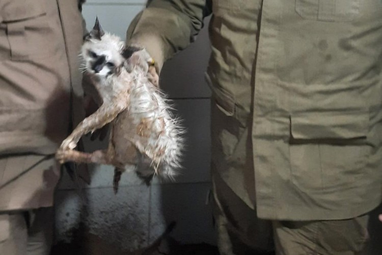 Animal ficou preso nos canos da rede de esgoto e foi salvo após bombeiros romperem tubulação no banheiro 