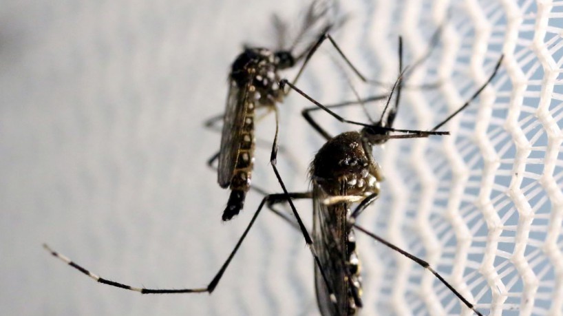 Mosquitos de Aedes aegypti é transmissor da febre chikungunya, da dengue e do zika vírus  (foto: REUTERS/Paulo Whitaker)
