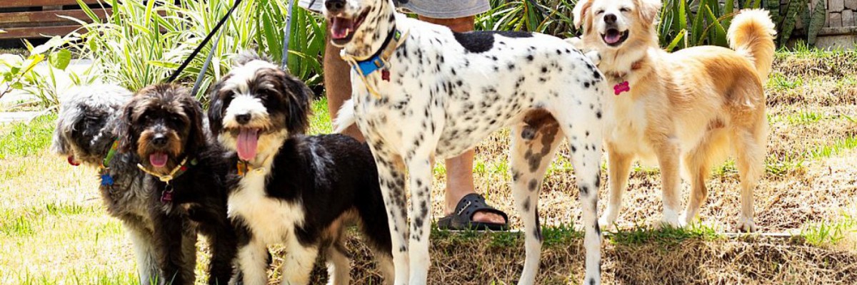 Os cachorros Camille Paglia, Jean-Paul Sartre, Hannah Arendt, Carlos Cossio e Hans Kelsen