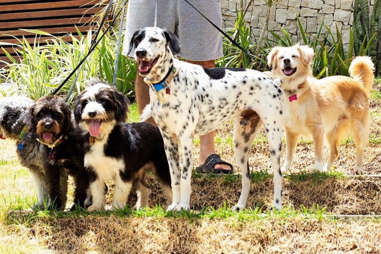 Os cachorros Camille Paglia, Jean-Paul Sartre, Hannah Arendt, Carlos Cossio e Hans Kelsen