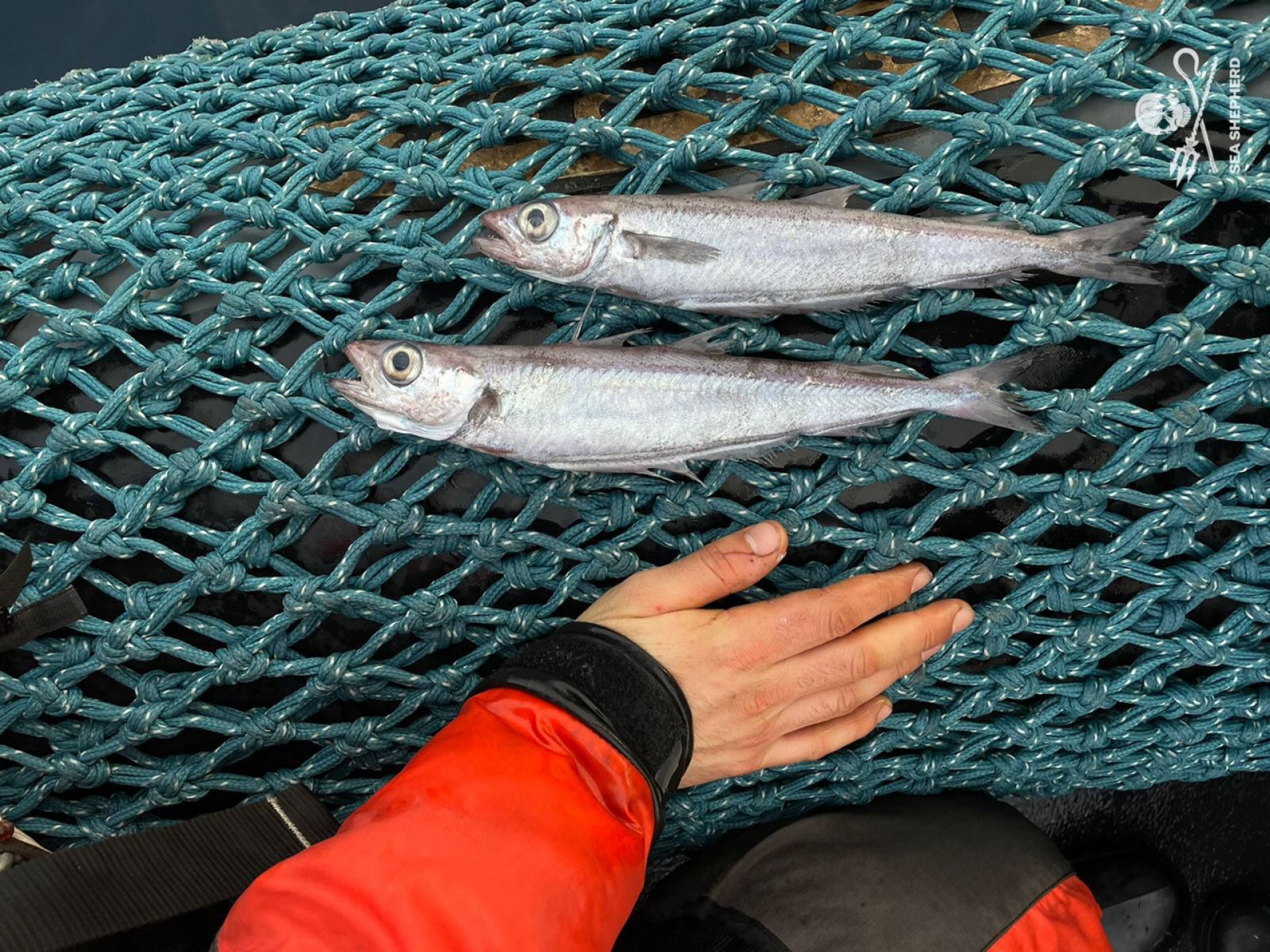 FV Margiris derramou 100 mil peixes mortos no mar, na França