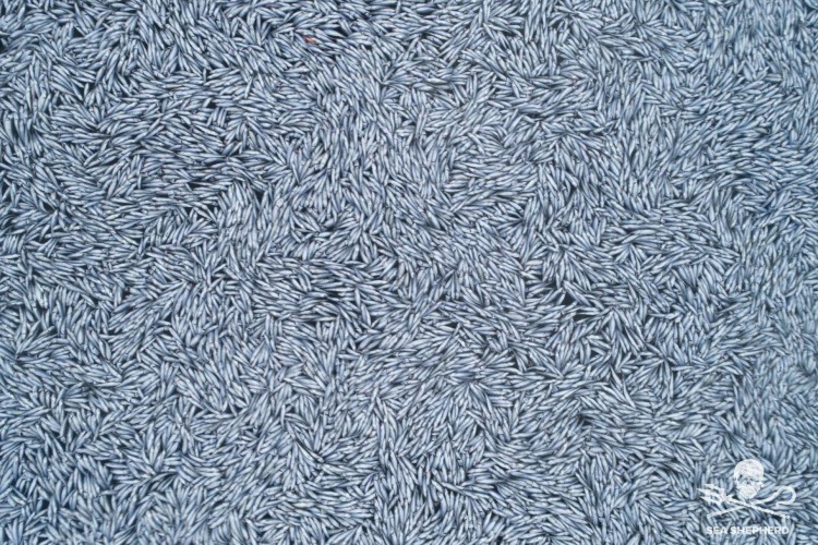 FV Margiris derramou 100 mil peixes mortos no mar, na França