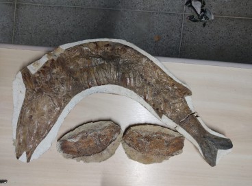 Polícia Federal entrega 21 fósseis apreendidos para museu no Cariri 