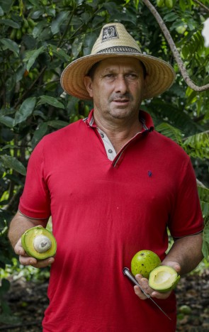 Arnaldo Damasceno, de Ibiapina, tornou-se produtor de Avocado(Foto: Thais Mesquita)