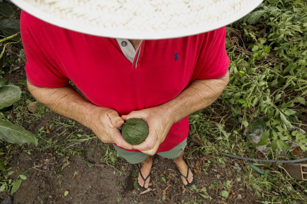 Arnaldo Damasceno com avocado colhido: fruto tem alto valor agregado e preço de mercado competitivo(Foto: Thais Mesquita)