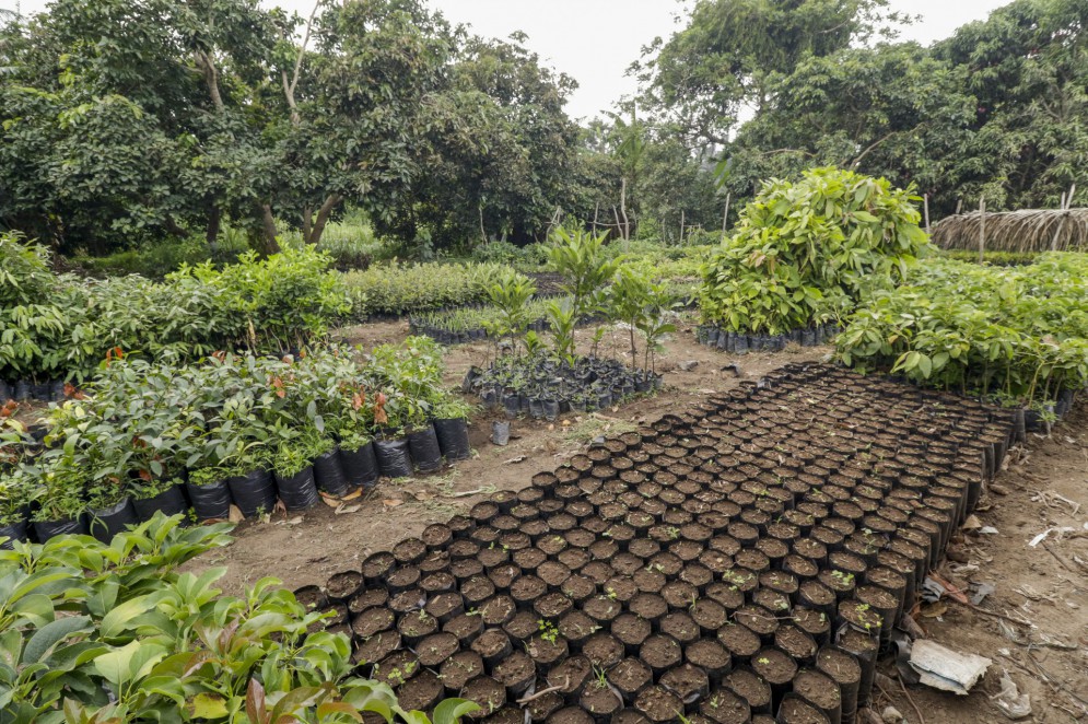 Mudas de Avocado e de abacate na fazenda de Arnaldo Damasceno: demanda por mudas estão crescendo(Foto: Thais Mesquita)