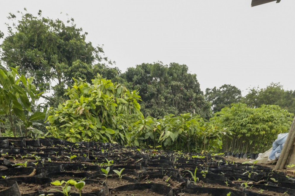 Mercado comprador que dê sustentabilidade à produção é o principal obstáculo do avocado no Ceará(Foto: Thais Mesquita)