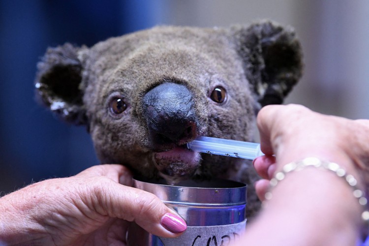 Uma foto de arquivo tirada em 2 de novembro de 2019 mostra um coala desidratado e ferido recebendo tratamento no Hospital Port Macquarie Koala em Port Macquarie. A Austrália listou oficialmente os coalas em uma faixa de sua costa leste como 