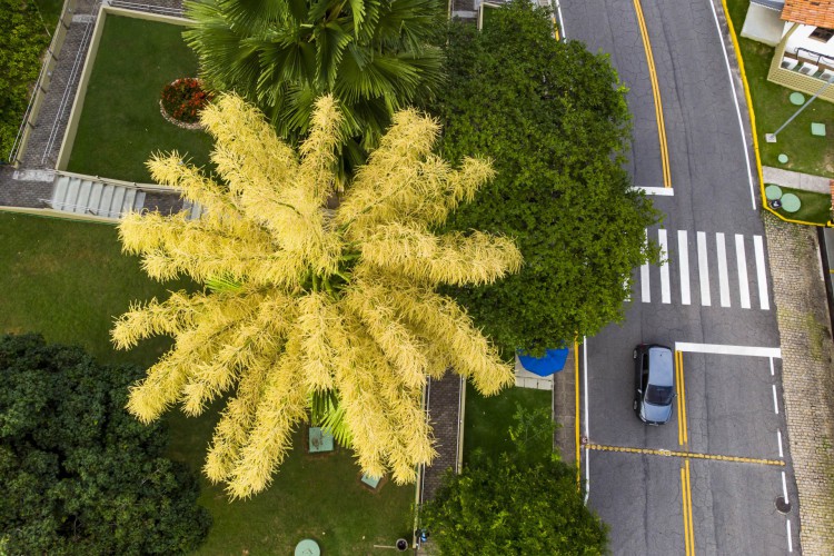 Palma Talipot (Corypha umbraculifera) floresce uma única vez entre 50 e 80 anos da planta