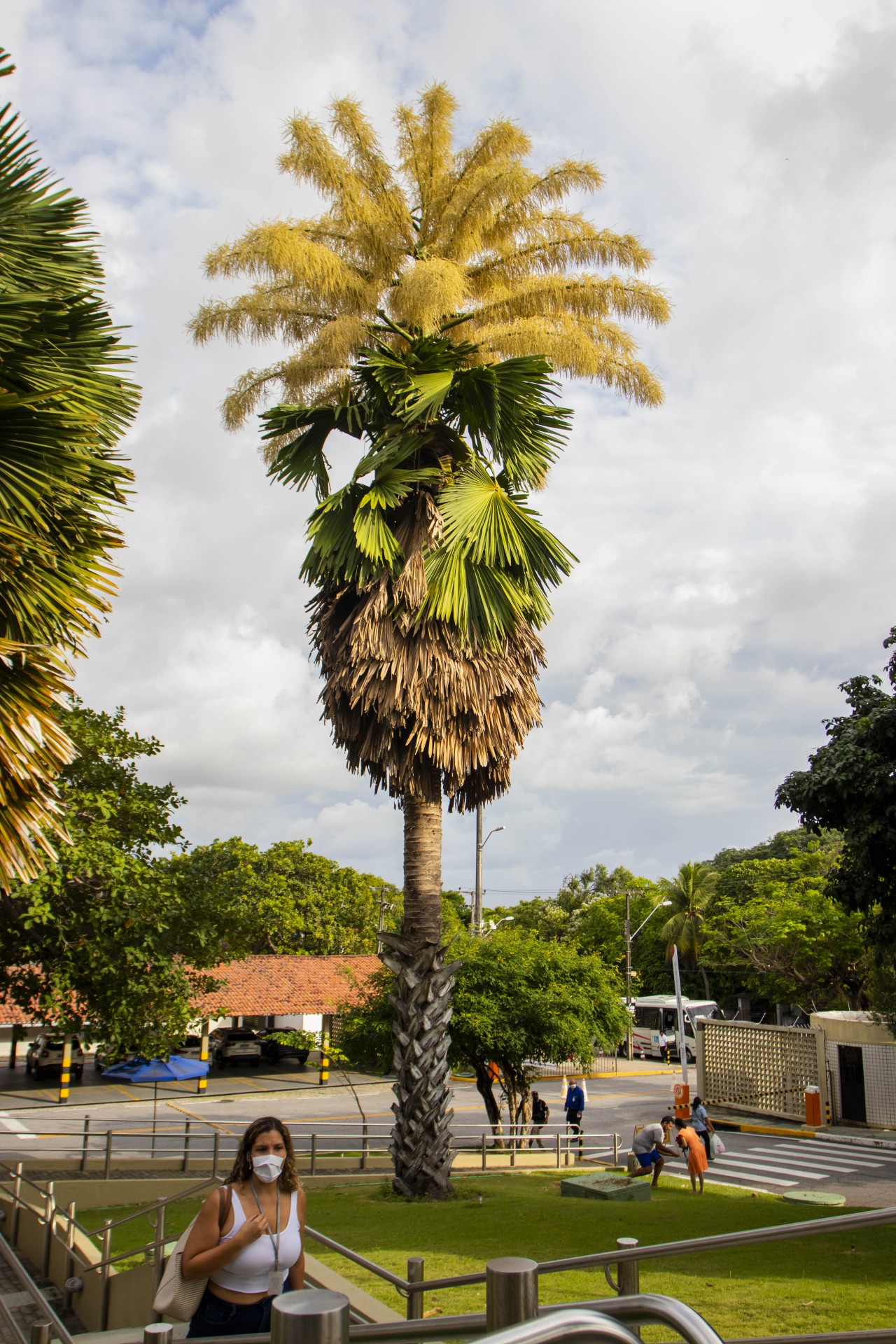 Quem passa pelo jardim próximo à saída do Bloco E da sede do Banco do Nordeste, em Fortaleza, pode testemunhar a floração da palmeira Palma Talipot (Corypha umbraculifera)