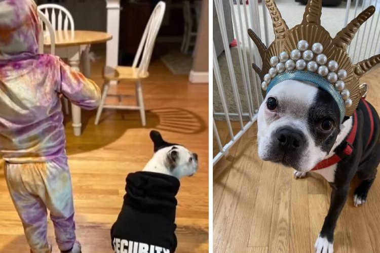 Cachorro salva criança que estava com falta de ar