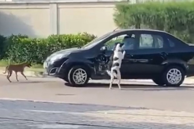 Cães que aparecem em vídeo não foram abandonados, diz Sociedade Protetora Ambiental do Ceará (SPA-CE)