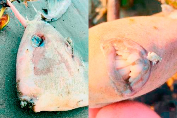 A espécie peixe-porco é bastante comum no Brasil.