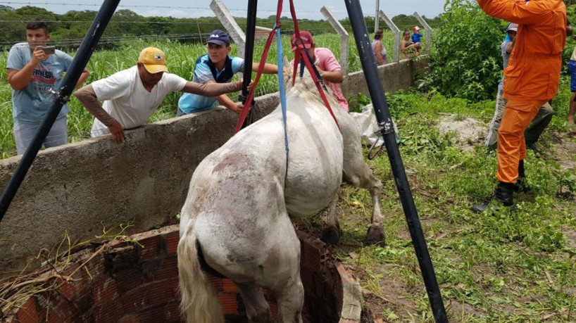 Cavalo é salvo de cacimba na cidade de Itapipoca(foto: Ascom CBMCE)