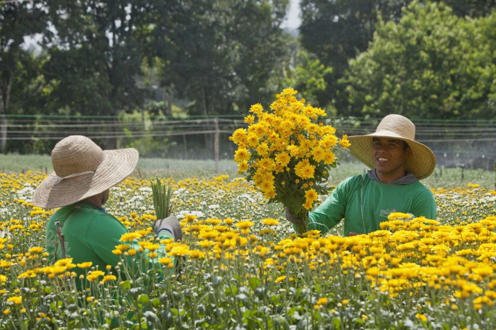 Produção de flores da Reijers, em São Benedito, Serra da Ibiapaba, Ceará(Foto: Divulgação / Léo Kaswiner)