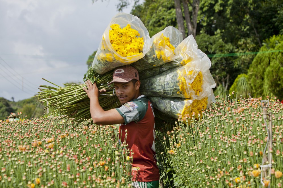Produção de flores da Reijers, em São Benedito, Serra da Ibiapaba, Ceará(Foto: Divulgação / Léo Kaswiner)