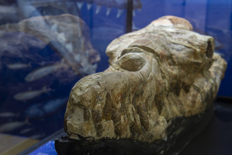 Os restos fósseis do crânio de um Basilosaurus encontrados em Ocucaje, Peru, são exibidos por paleontólogos em um museu em Lima, em 17 de março de 2022