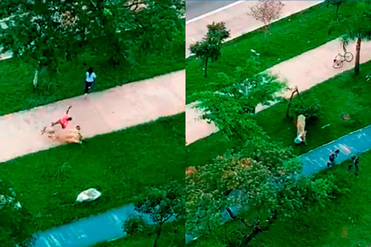 O animal foi capturado e está com a Divisão de Vigilância de Zoonoses de São Paulo e será levado para adoção.