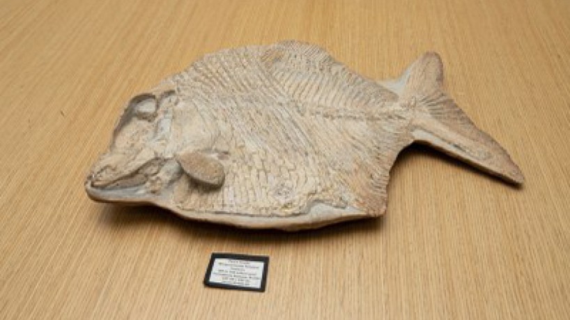 Peixe fossilizado oriundo da Chapada do Araripe é encontrado em leilão italiano e retorna ao Brasil(foto: Leobark/Secom/MPF)