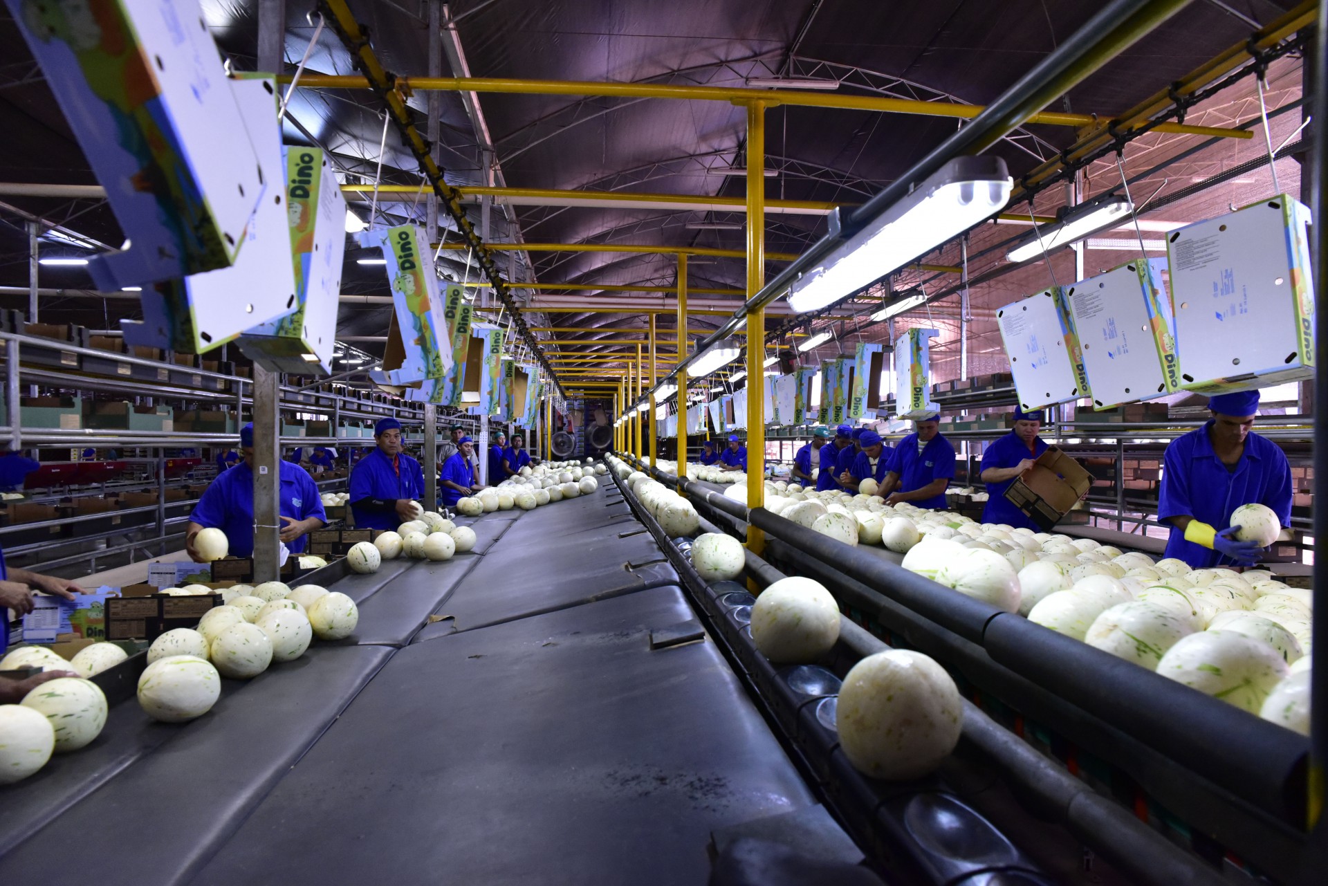 Automação de maquinário e processos têm permitido ganhos de produtividade superiores a 50% no setor de fruticultura no Ceará (Foto: Ricardo Lopes/Divulgação)