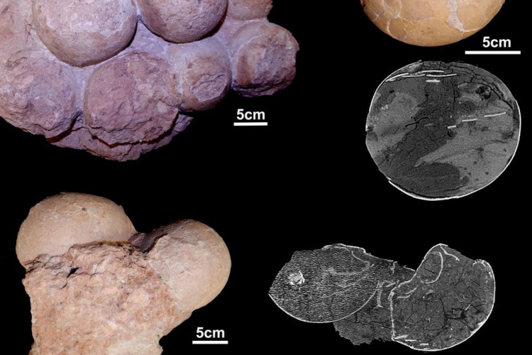 ovos de dinossauros de Uberaba