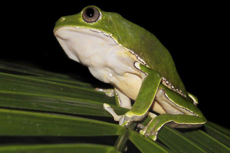 Pesquisa encontra indícios de biopirataria de conhecimentos indígenas