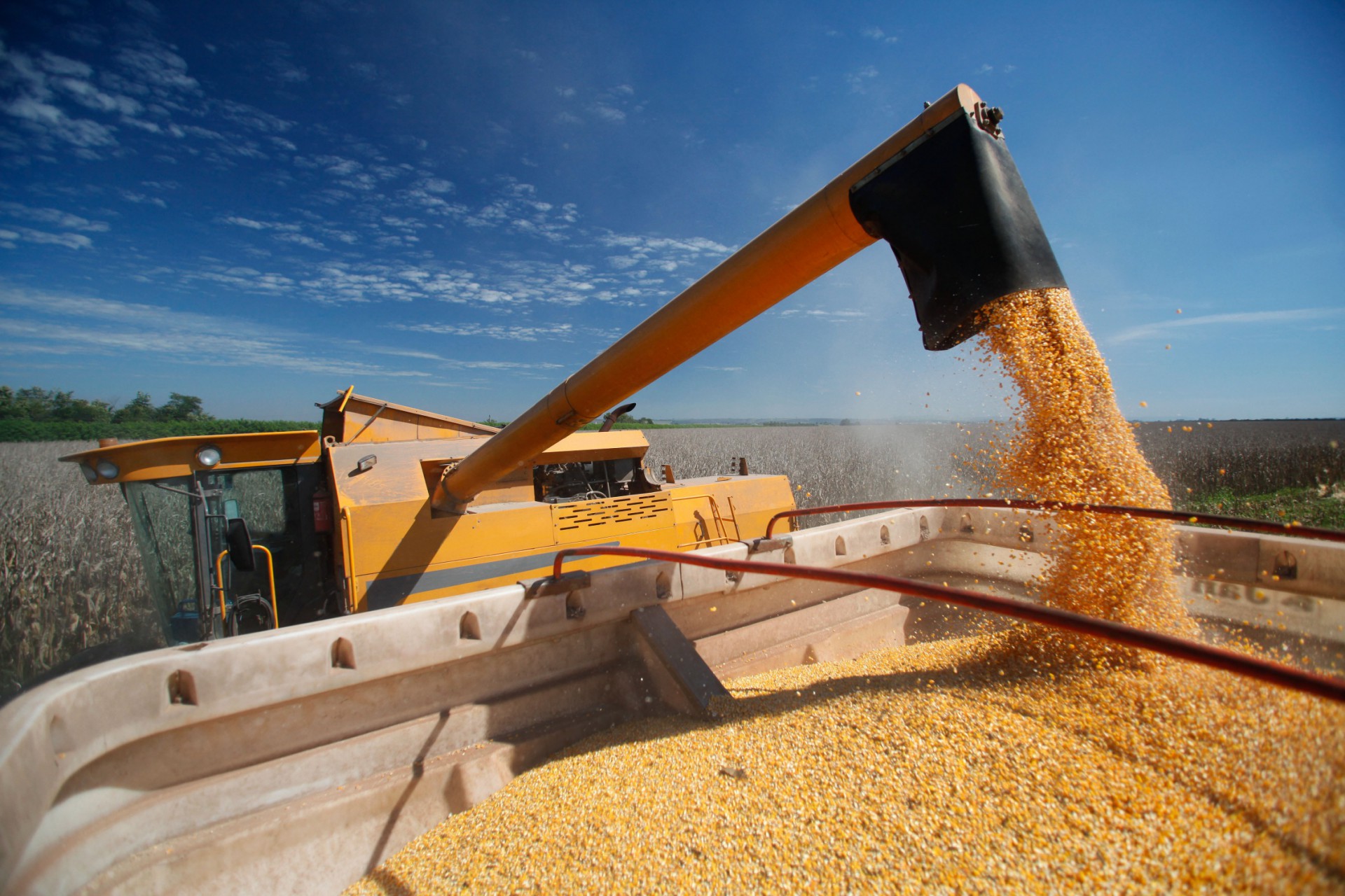 Colheita de grãos no Ceará é aposta de novos negócios na agricultura(Foto: Arquivo Beckman Sementes/Divulgação)