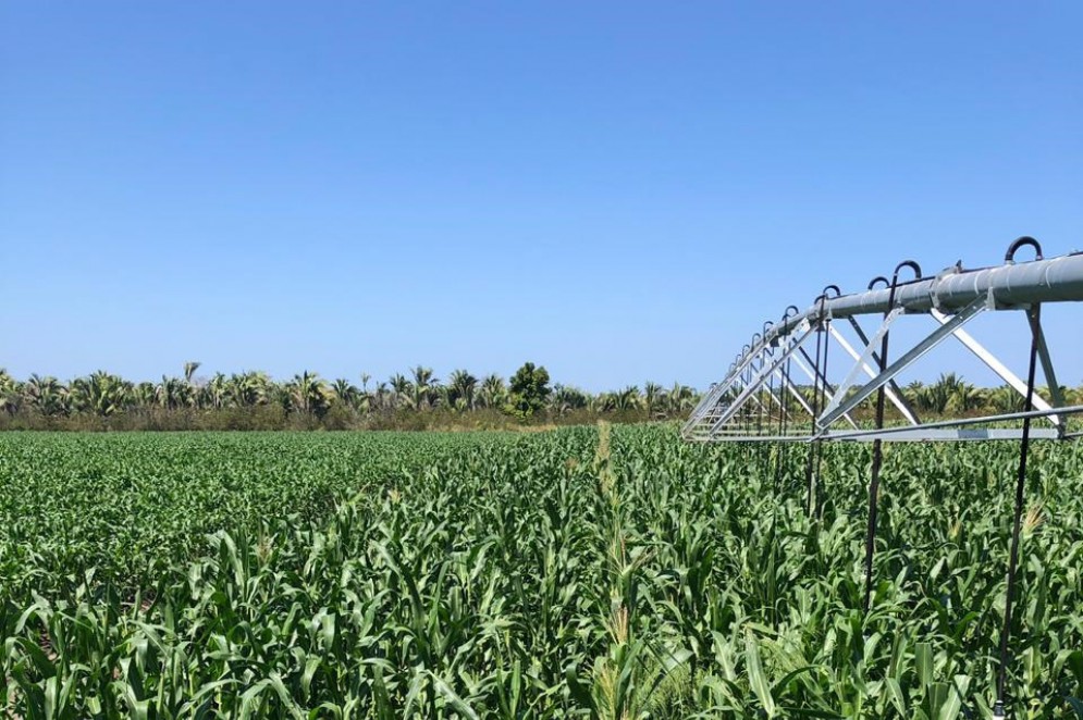Processo de irrigação para cultivo do milho(Foto: Arquivo Beckman Sementes/Divulgação)