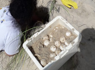 Ao todo, 145 ovos de tartarugas foram resgatados e realocados para um local mais seguro 