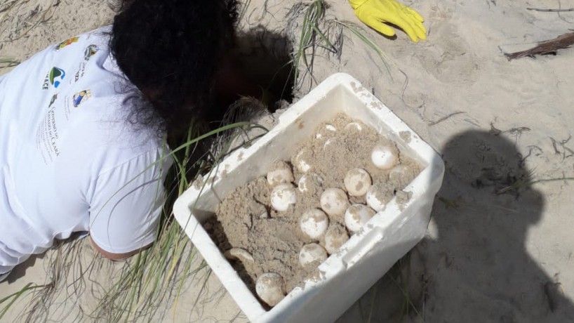 Ao todo, 145 ovos de tartarugas foram resgatados e realocados para um local mais seguro(foto: Divulgação/Semace)