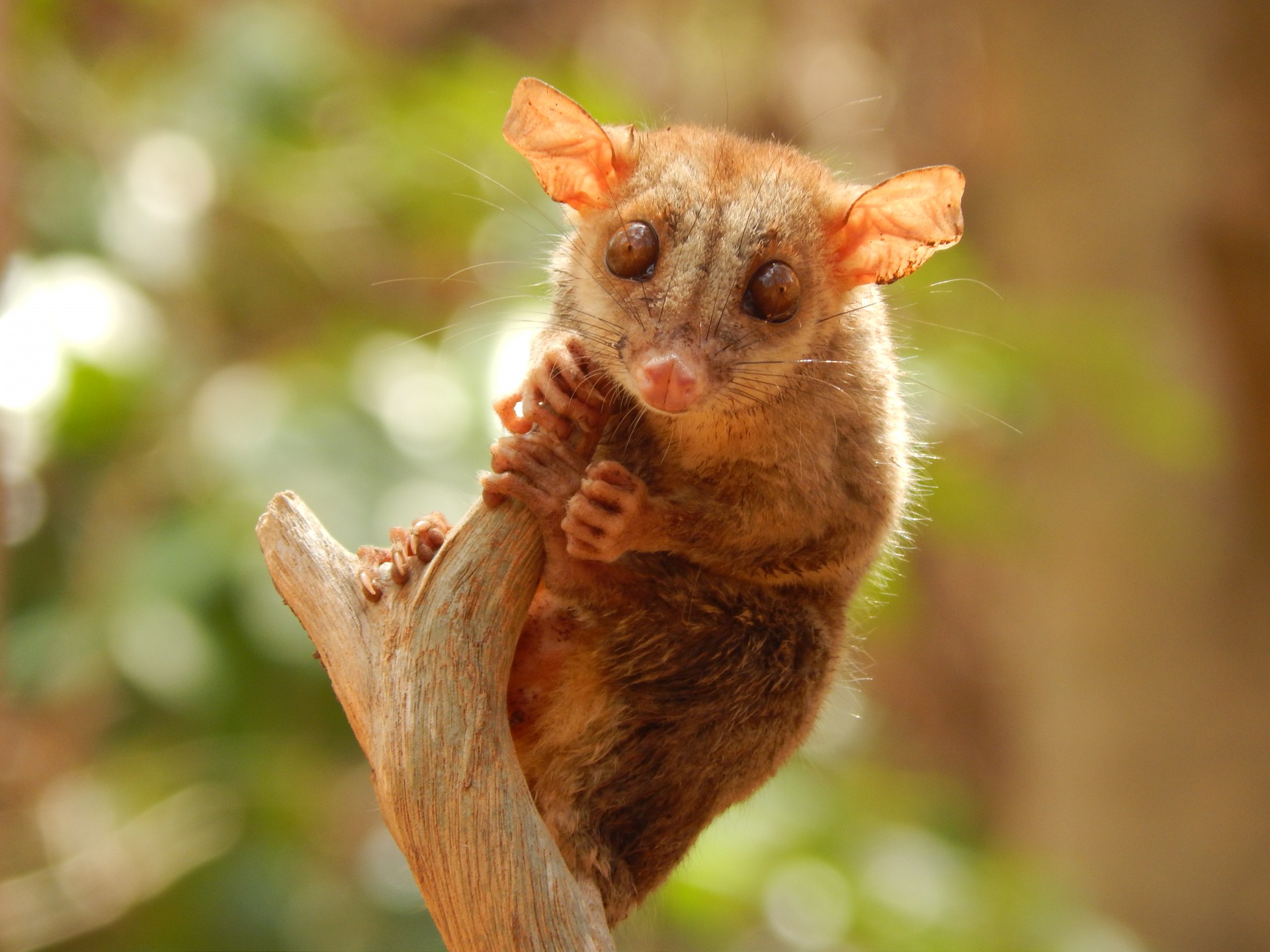 Elas fazem parte de uma lista vermelha de 128 mamíferos terrestres ameaçados no Ceará.