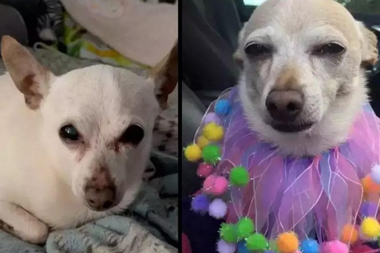 O Guinness World Records (livro dos recordes) certificou Chihuahua de 21 anos como o cão vivo mais velho do mundo