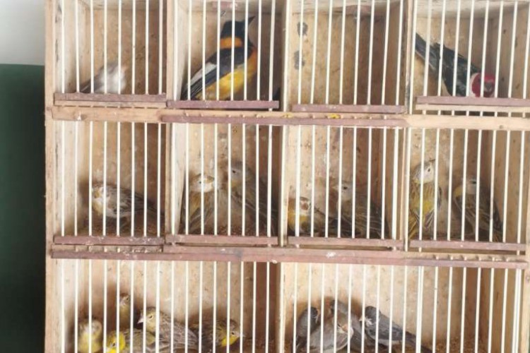 213 pássaros, de várias espécies, foram apreendidos ontem nas feiras livres da Parangaba e em Maracanaú