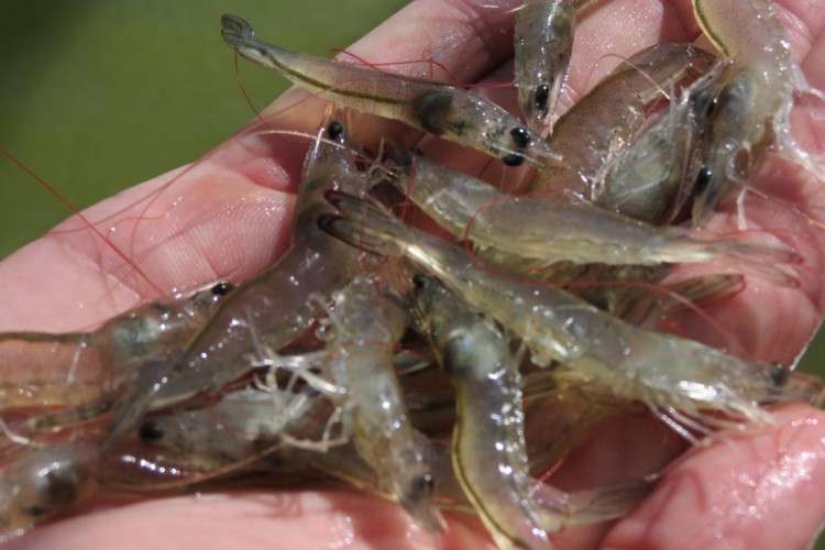                 Usos de camarão e peixes.                