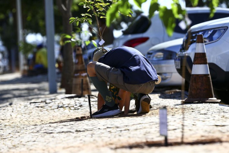 Platio simbólico de ipês durante o lançamento do Programa de Sustentabilidade da Presidência da República.
