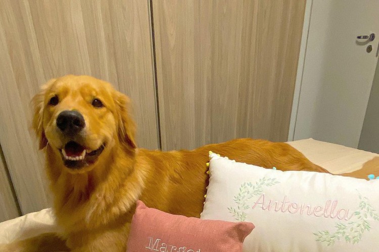 A cadelinha Margot viralizou nas redes ao participar do chá revelação do bebê que os tutores estão esperando