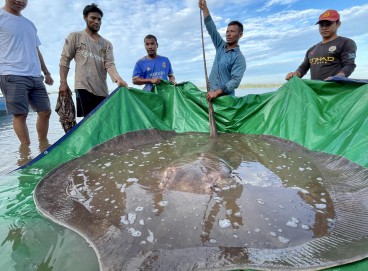 Arraia gigante de água doce feminina – pesando 181 kg e medindo 3,96 metros de comprimento – - que foi capturado e solto no rio Mekong, na província de Stung Treng, no Camboja 
