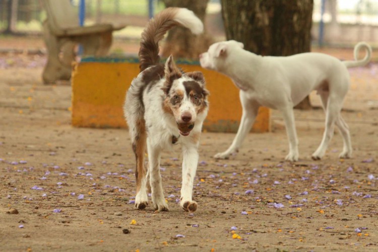 São Paulo - Tutores com cães no Parcão, espaço exclusivo para cachorros, na Praça Ayrton Senna do Brasil.