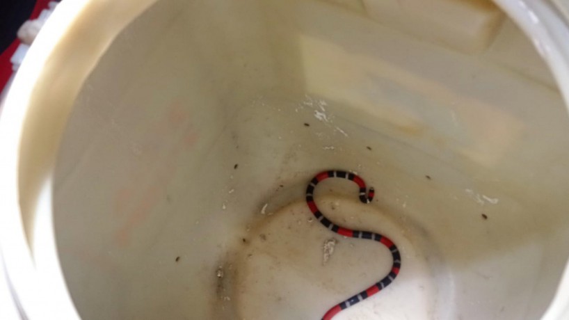 A serpente encontrada estava atrás de uma cabeceira em uma residência em Itaitinga(foto: Divulgação/Corpo de Bombeiros)