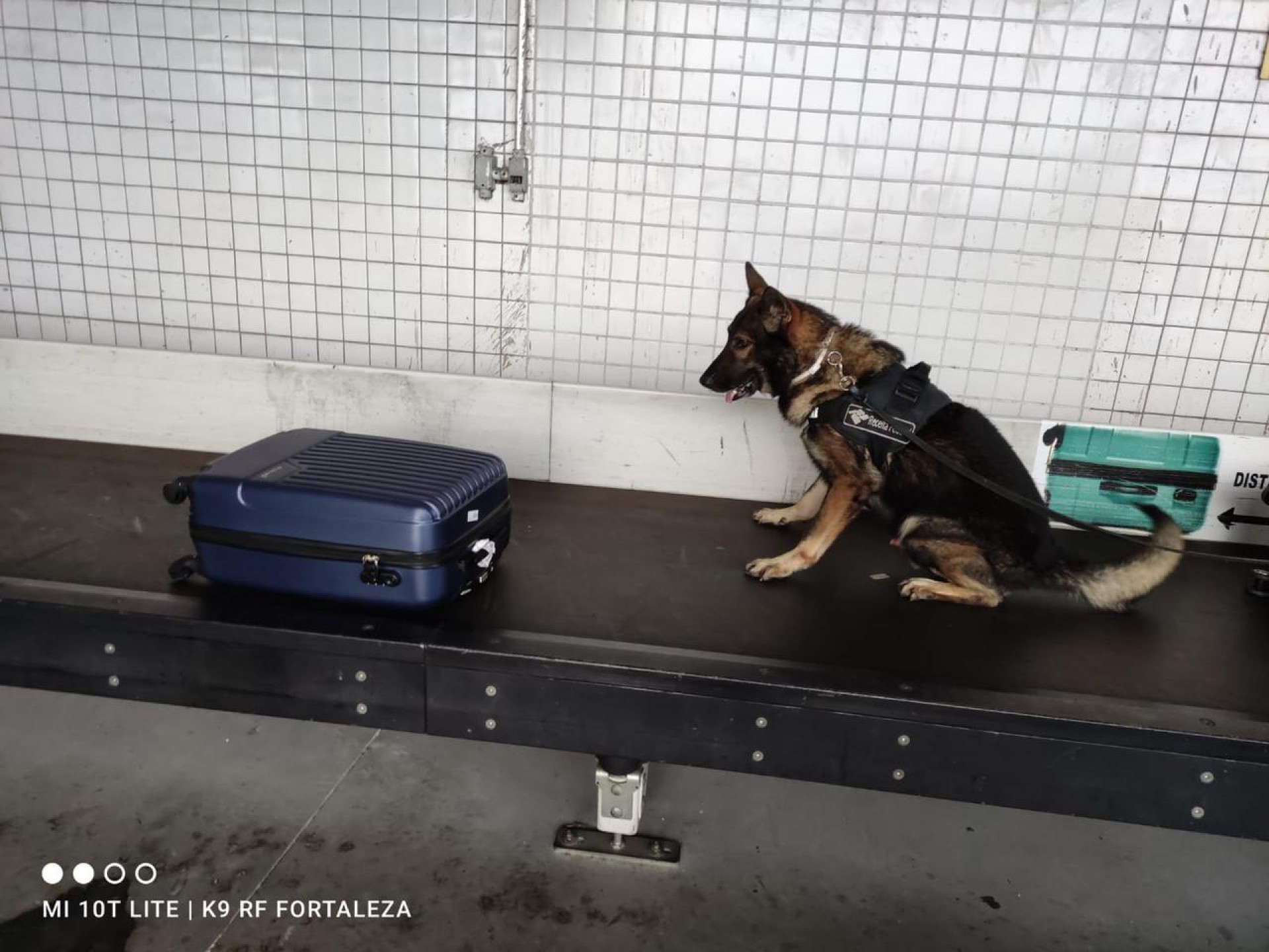 Cães de faro detectaram drogas em mala de passageiro