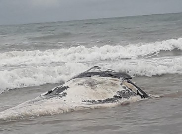 Animal encalhado na praia de Trairi deve ser resgatado por equipe especializada da ONG Aquasis 